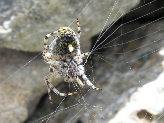Aculepeira delle petraie